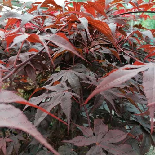 Acer palmatum Bloodgood Japanese Maple  | ScotPlants Direct